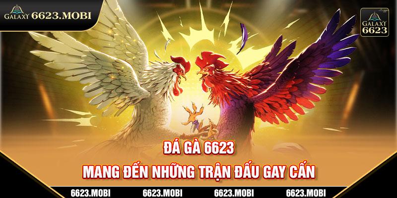 đá gà 6623 - mang đến những trận đầu gây cấn